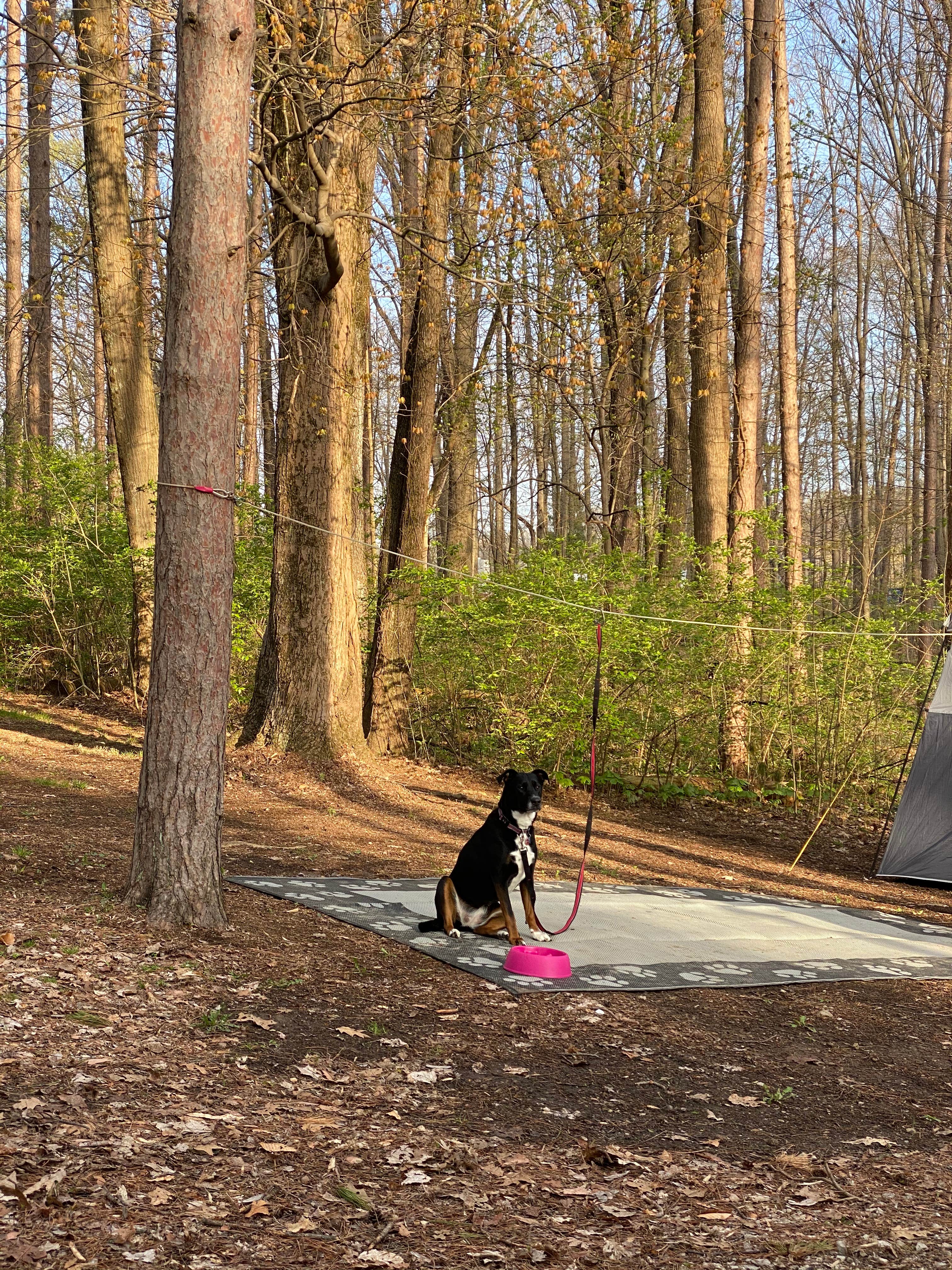 Shannon G.'s photo at Mt Gilead State Park Campground near Marion, OH