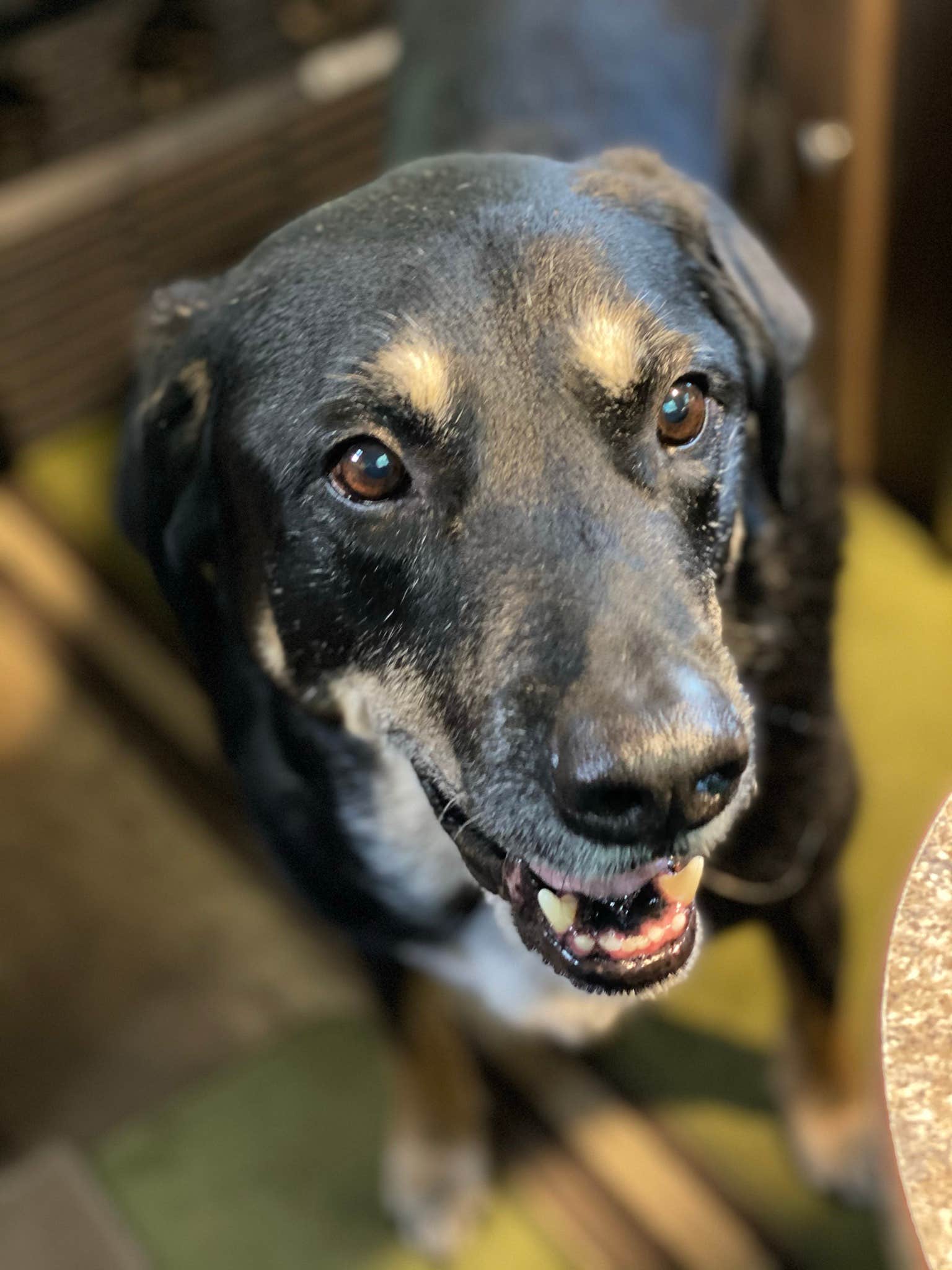 Shannon G.'s photo of camping with pets at Mt Gilead State Park Campground near Lucas, OH