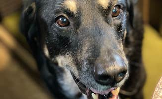 Shannon G.'s photo of camping with pets at Mt Gilead State Park Campground near Waynesburg, OH