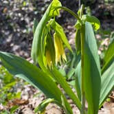 Review photo of Mt Gilead State Park Campground by Shannon G., May 15, 2021