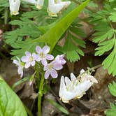 Review photo of Mt Gilead State Park Campground by Shannon G., May 15, 2021