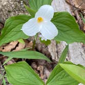 Review photo of Mt Gilead State Park Campground by Shannon G., May 15, 2021