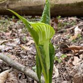 Review photo of Mt Gilead State Park Campground by Shannon G., May 15, 2021