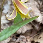 Review photo of Mt Gilead State Park Campground by Shannon G., May 15, 2021