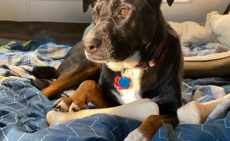 Shannon G.'s photo of camping with pets at A.W. Marion State Park Campground near Columbus, OH