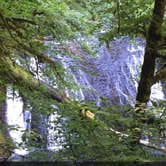 Review photo of Silver Falls State Park Campground by Molly H., June 3, 2018