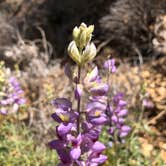 Review photo of Mt. Figueroa Campground by Bower , May 15, 2021