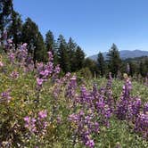 Review photo of Mt. Figueroa Campground by Bower , May 15, 2021