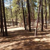 Review photo of Fort Tuthill Luke AFB Recreation Area by Gail W., May 15, 2021