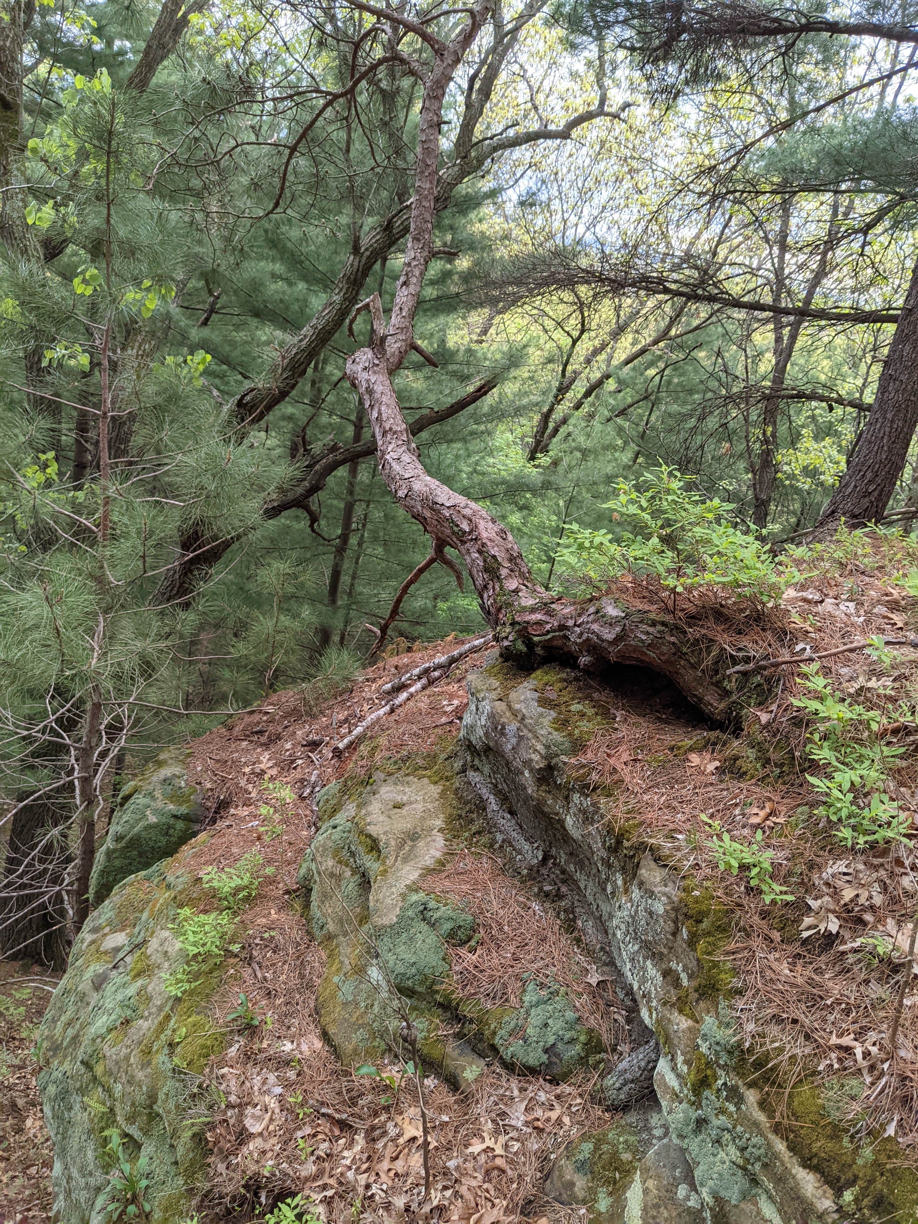 Camper submitted image from Mill Bluff State Park Campground - 1