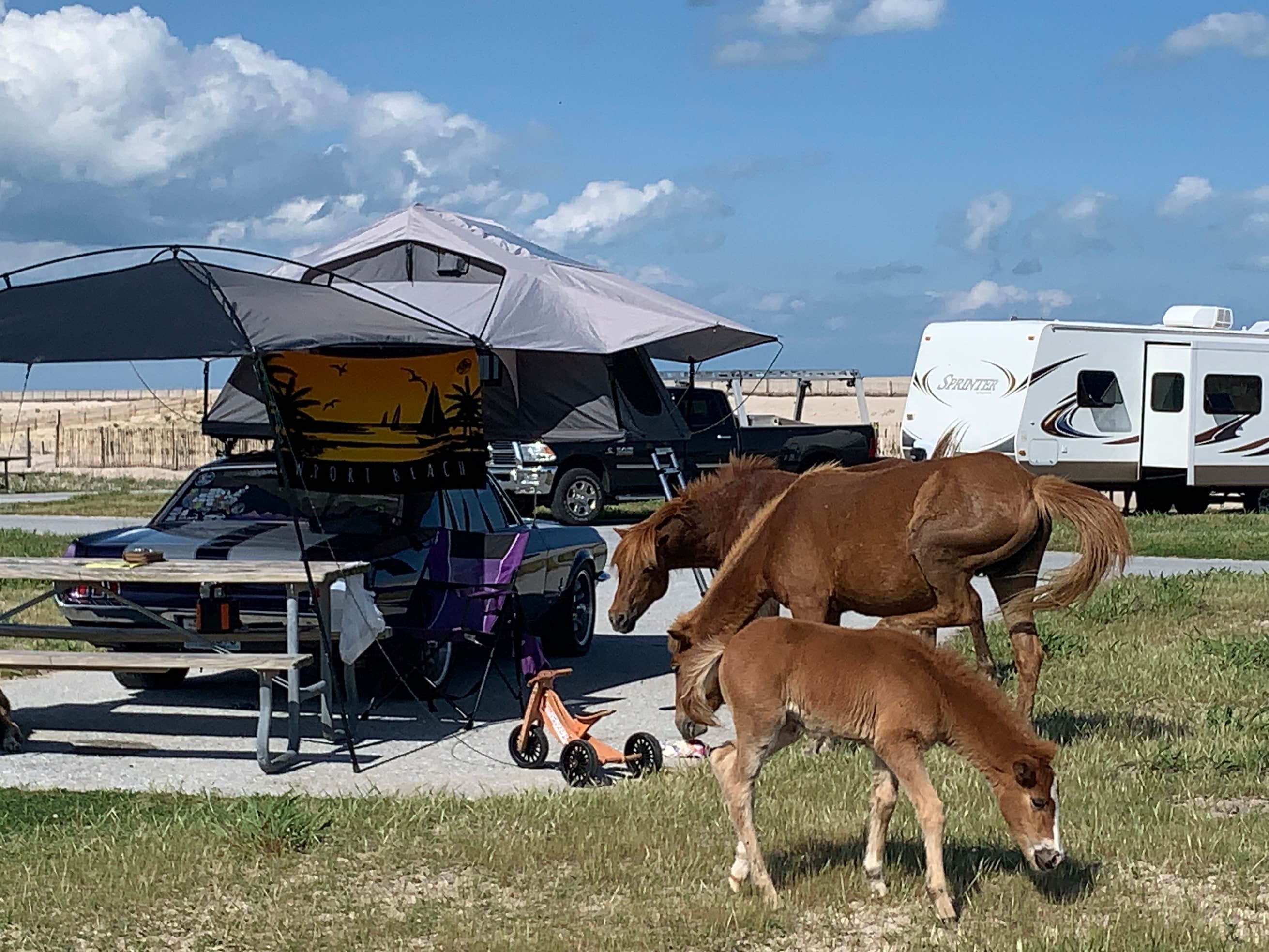 Assateague Island National Seashore Campground The Dyrt