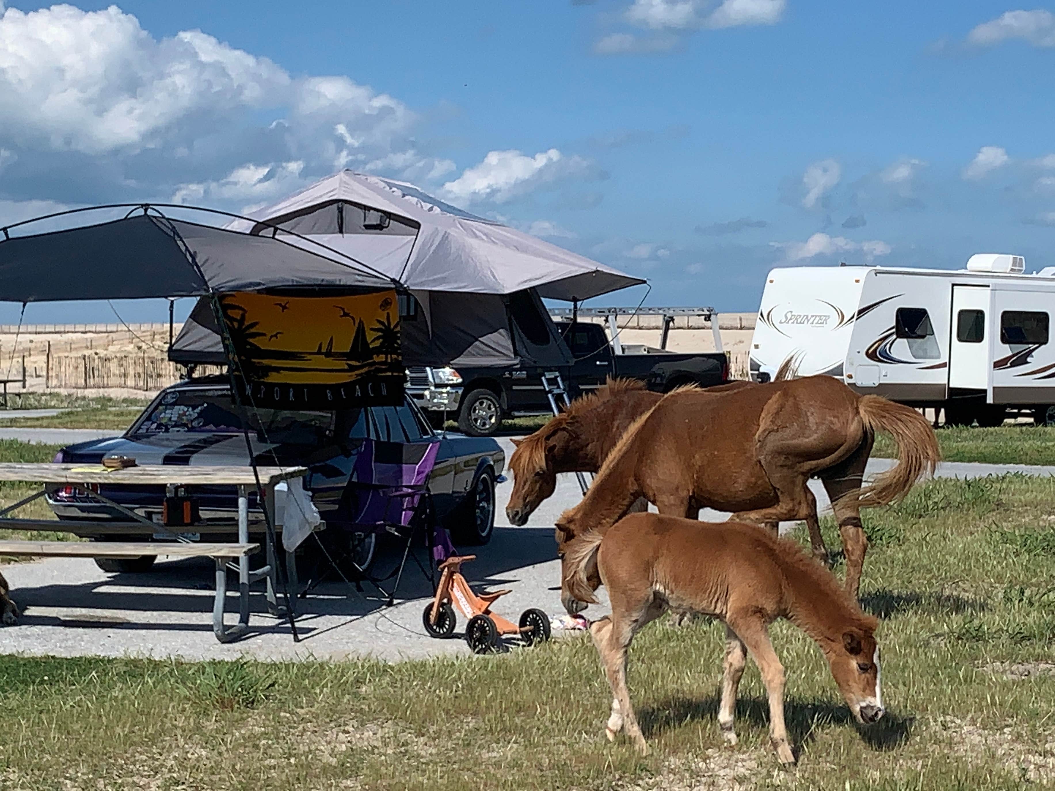 Escape to Wild Beauty: A Guide to Assateague Island National Seashore's Bayside Campground