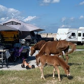 Review photo of Assateague Island National Seashore Campground by AdventureStang , May 15, 2021