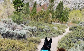 Ashley's photo of camping with pets at Big Pine Creek Campground near Bishop, CA