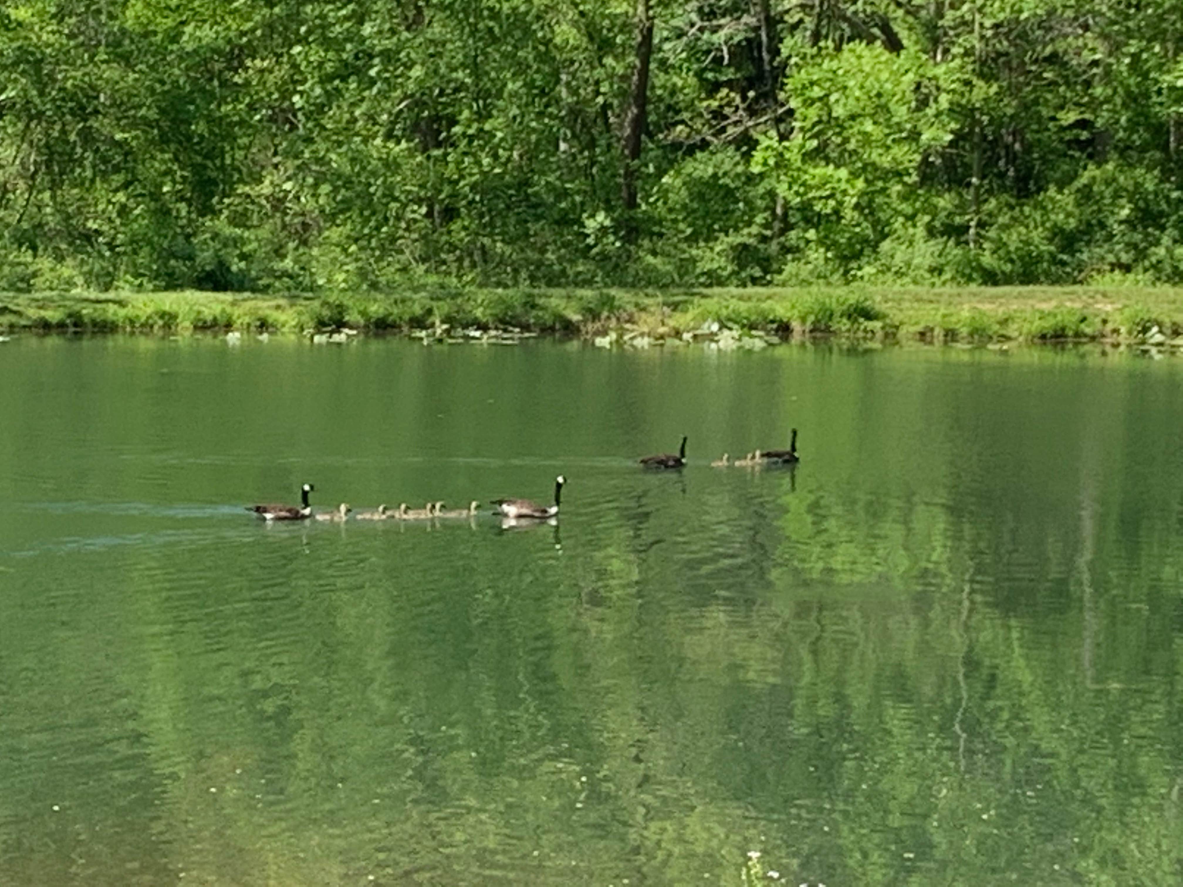 Hibernia County Park The Dyrt