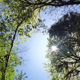 Review photo of Alsea Falls by Molly H., June 3, 2018