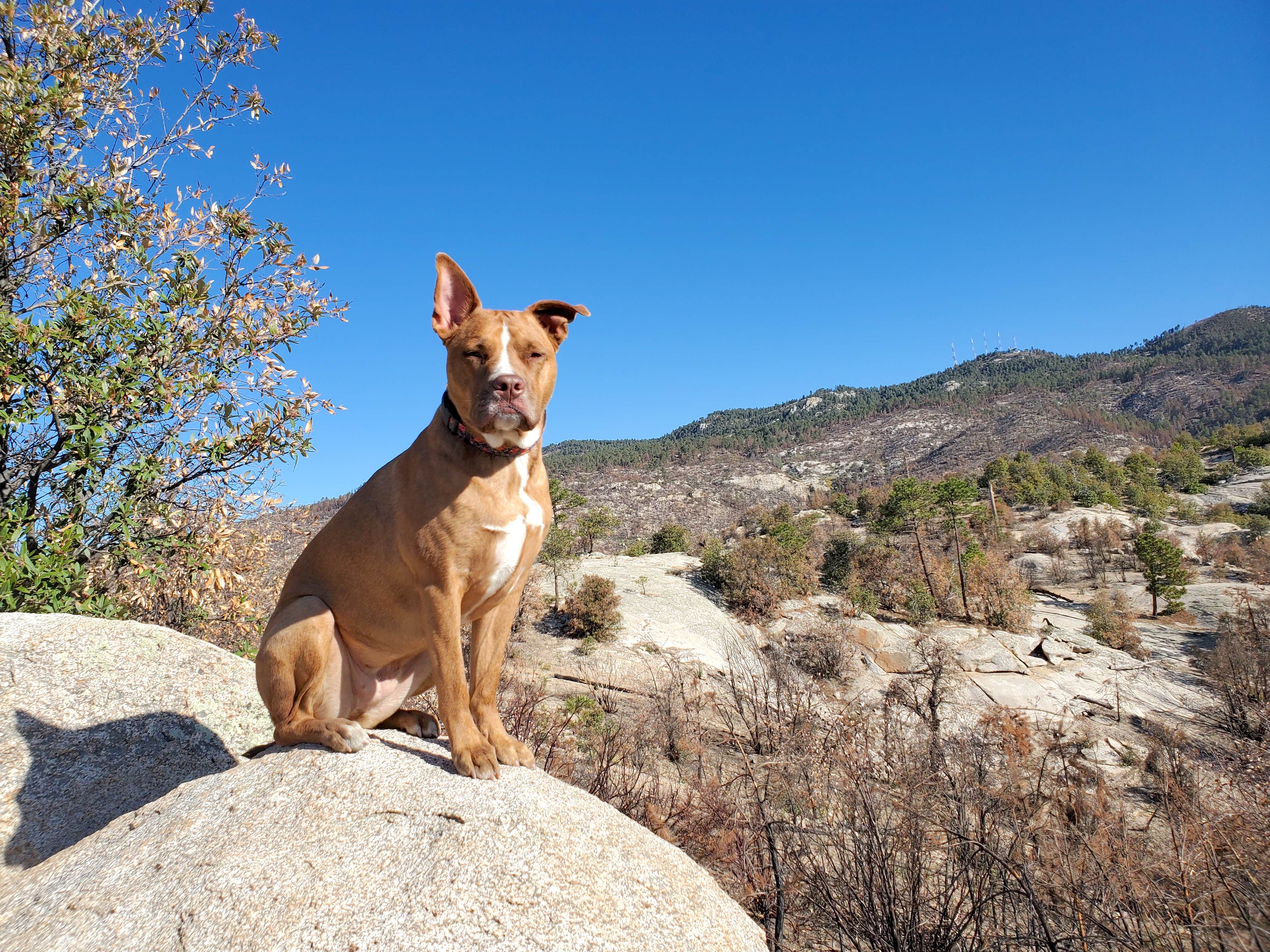 Chip's photo of camping with pets at Rose Canyon Campground near Tucson, AZ