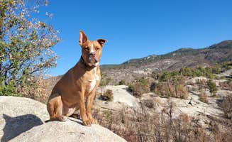 Chip's photo of camping with pets at Rose Canyon Campground near Oracle, AZ