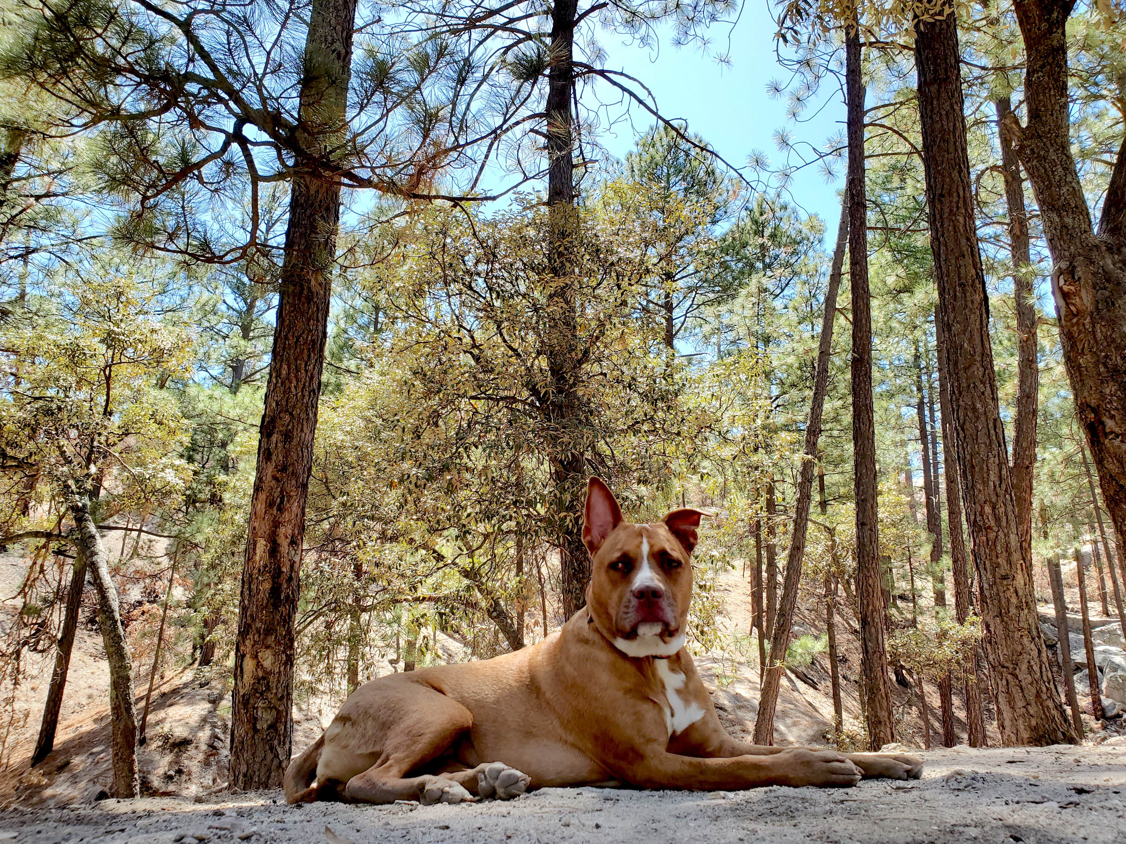 Chip's photo of camping with pets at Rose Canyon Campground near Saguaro National Park