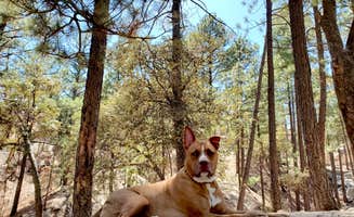 Chip's photo of camping with pets at Rose Canyon Campground near Catalina, AZ