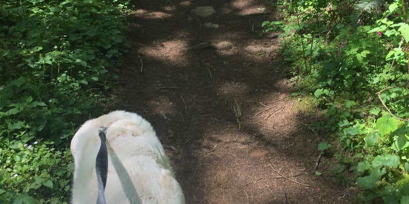 Camper submitted image from Alsea Falls