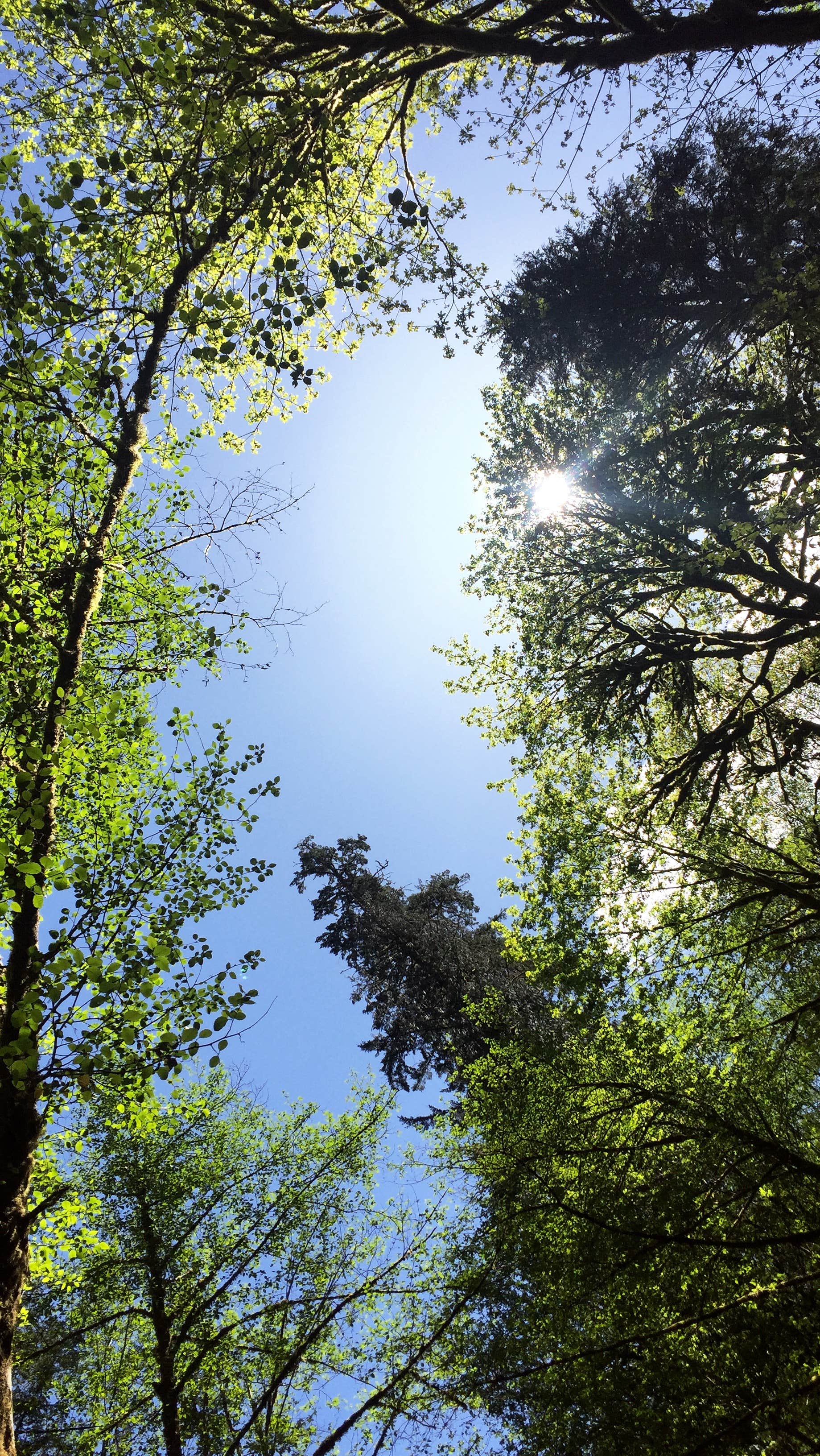 Camper submitted image from Alsea Falls Recreation Site (campground) - 2