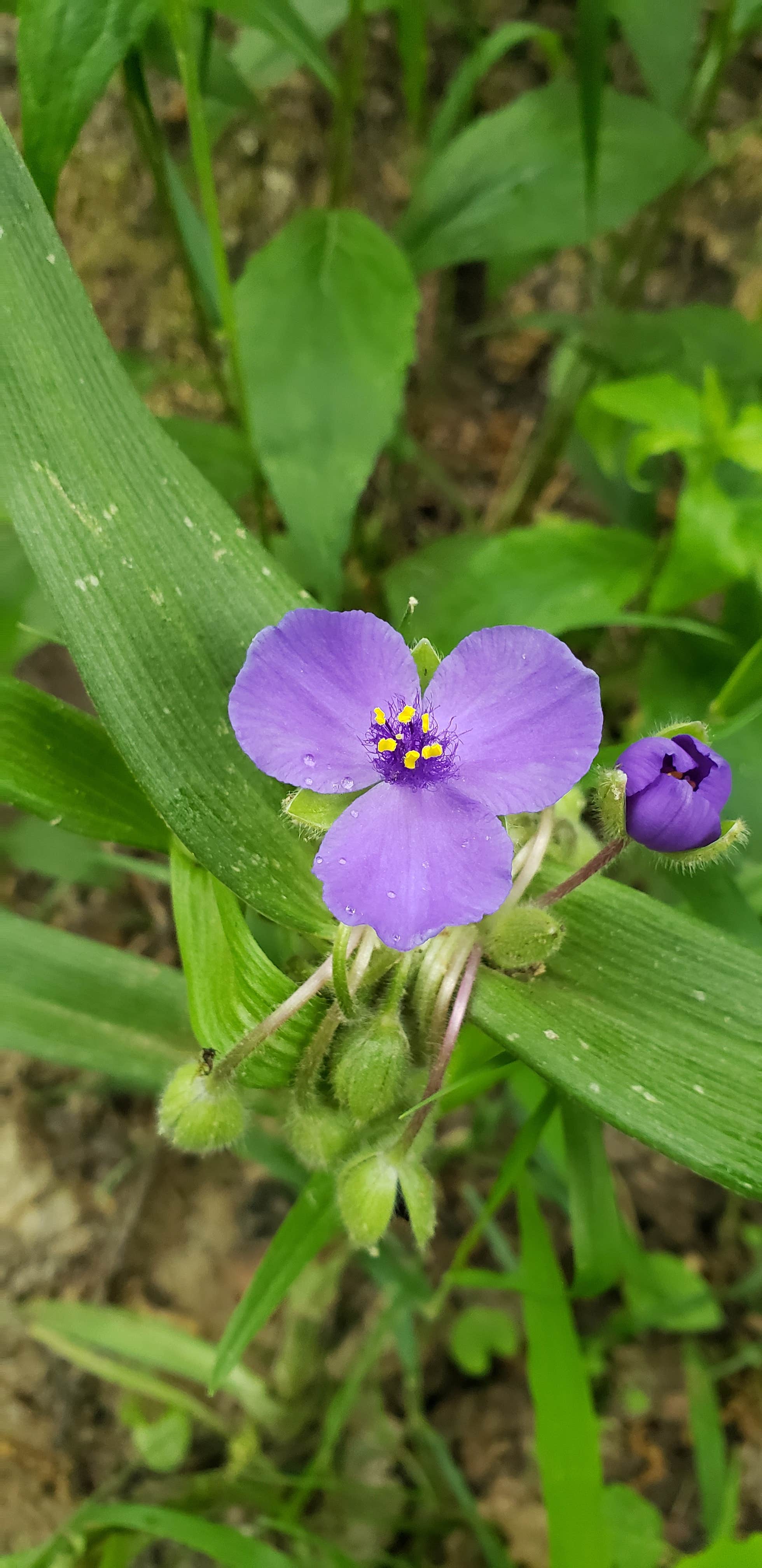 Camper-submitted photo at Washington County State Recreation Area near Centralia, IL