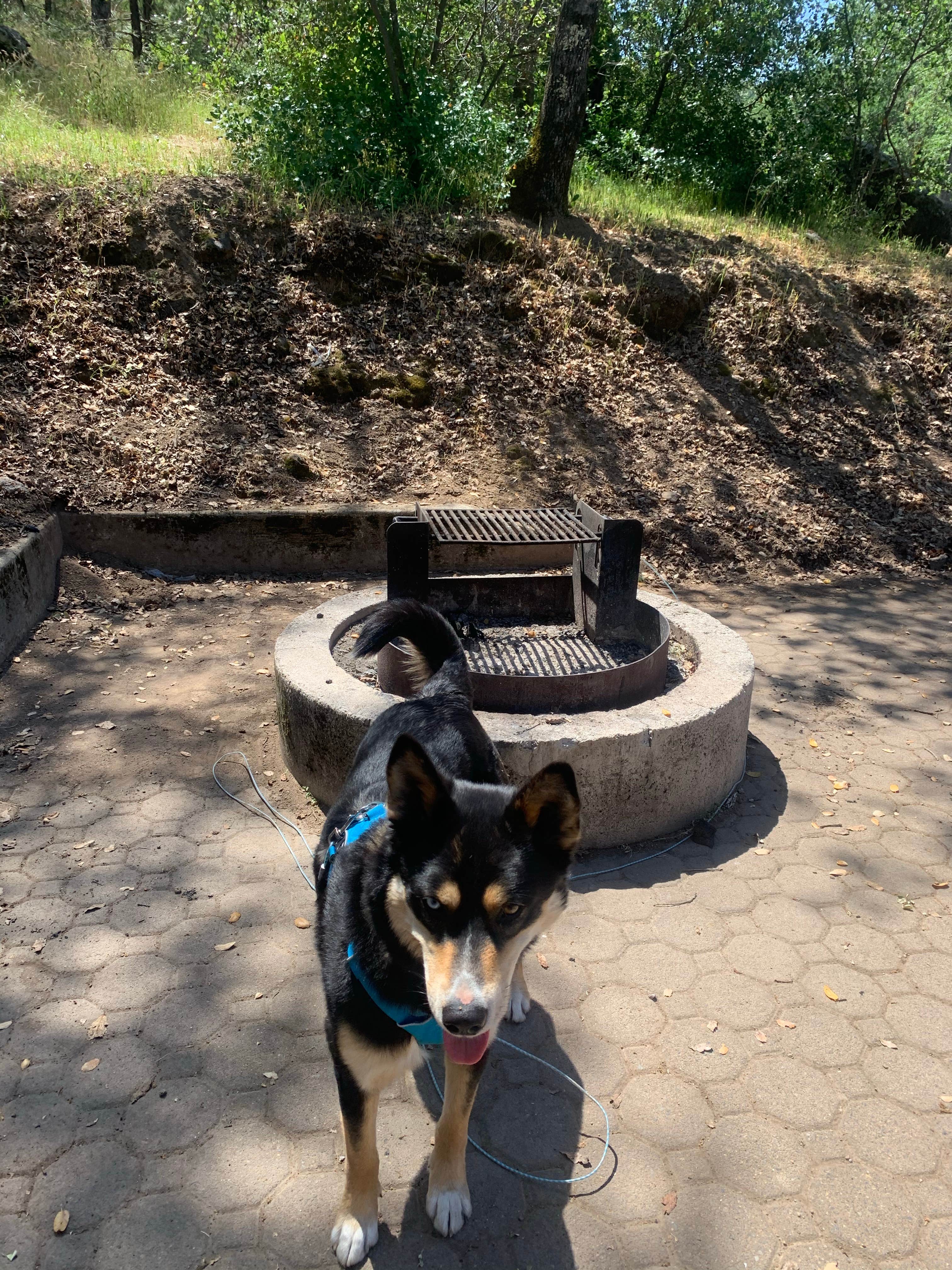 Camper-submitted photo at Jones Inlet Campground near Redding, CA