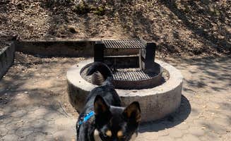 Toni K.'s photo of camping with pets at Jones Inlet Campground near Whiskeytown National Recreation Area