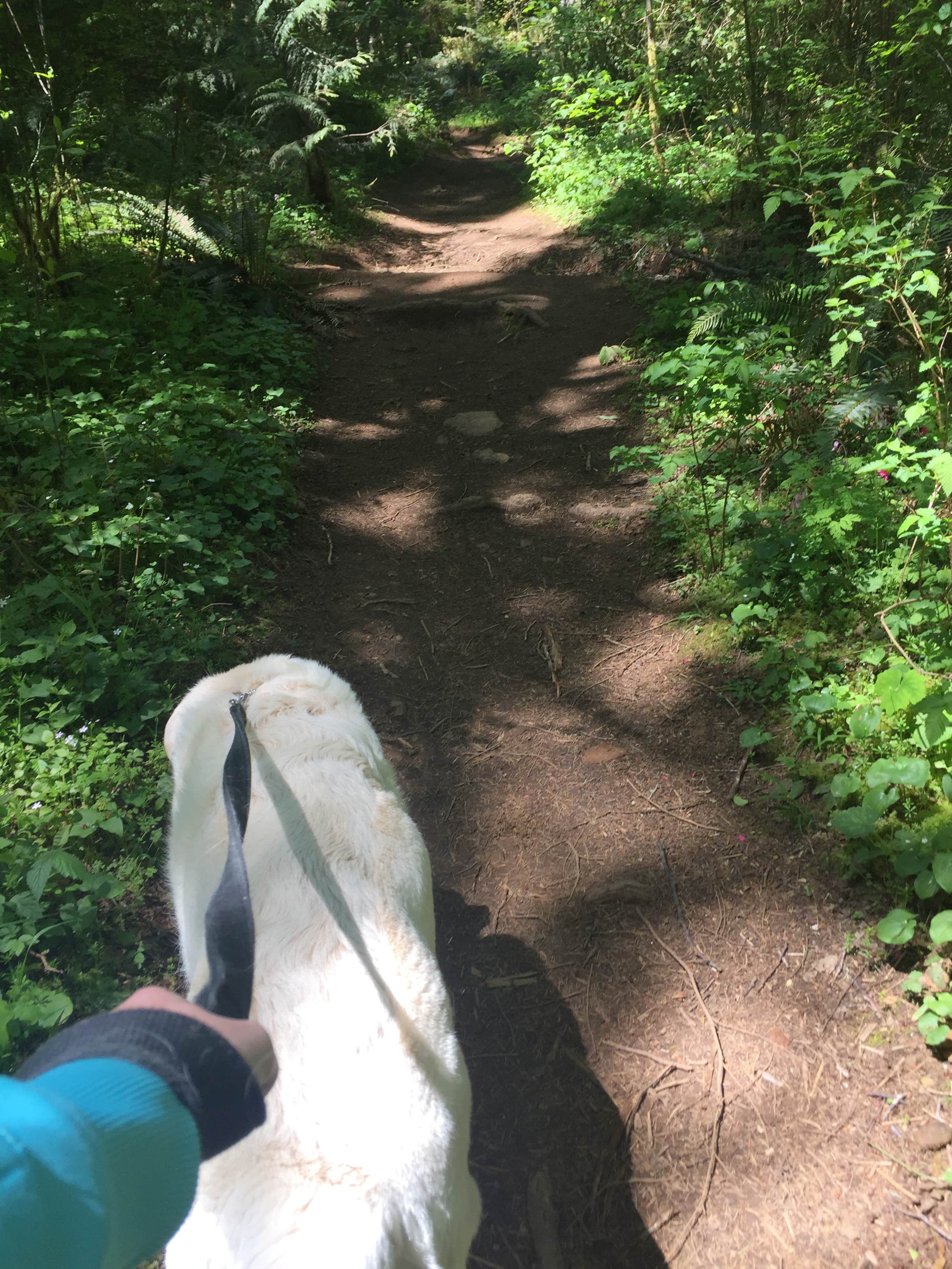 Camper submitted image from Alsea Falls Recreation Site (campground) - 3