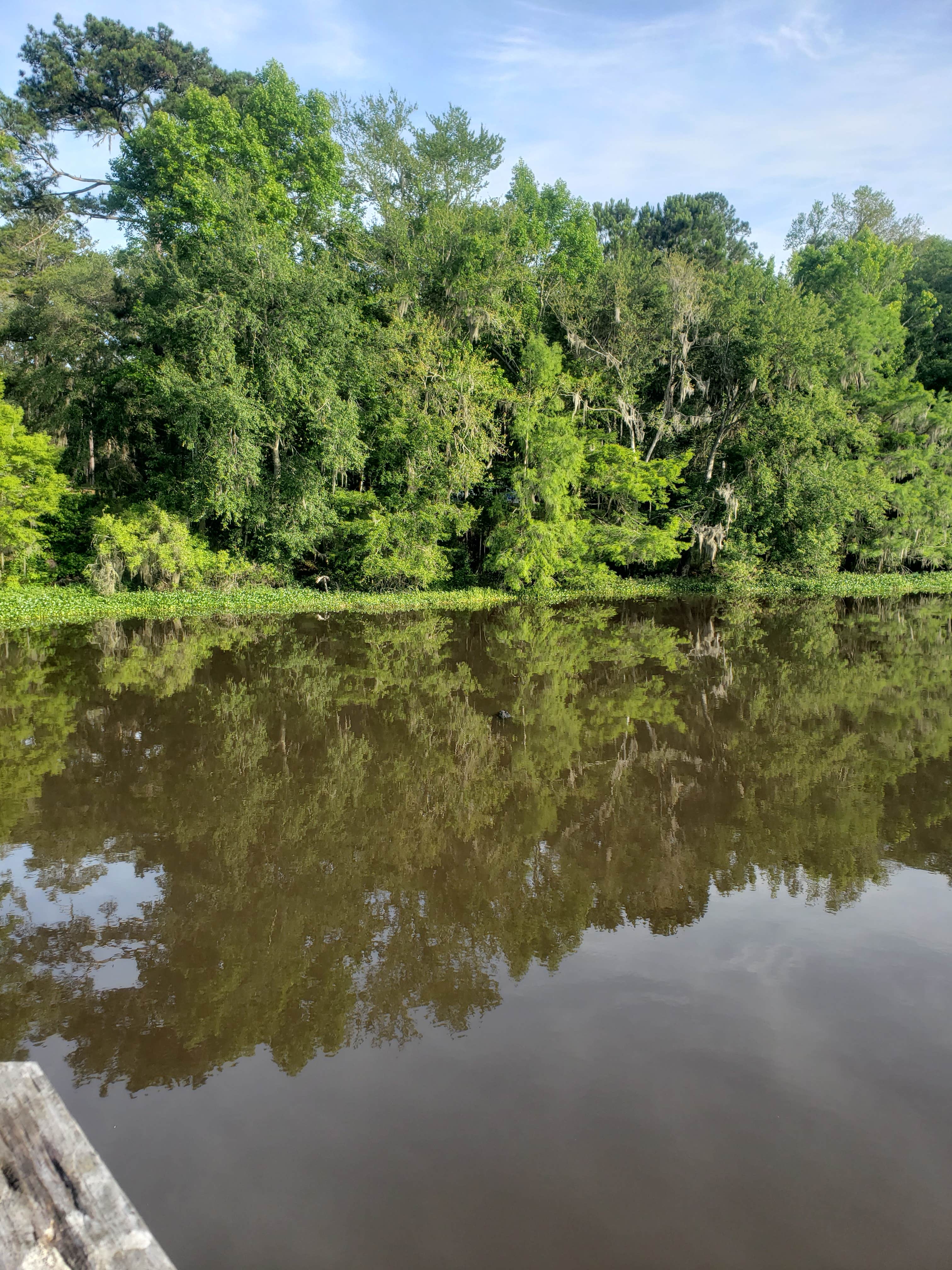 Camper submitted image from High Bluff - Joe Budd WMA and Lake Talquin State Forest - 2