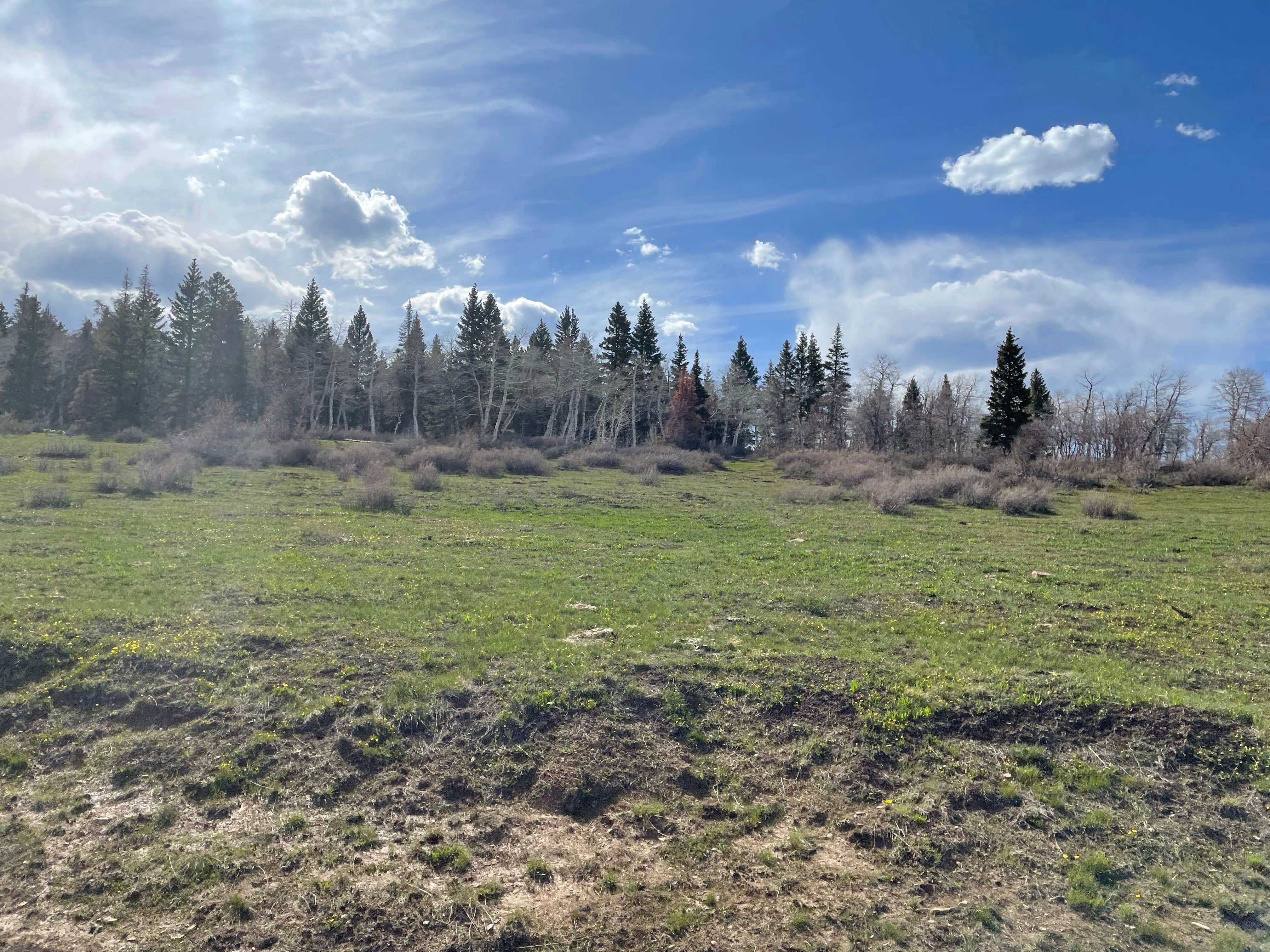 Camping near Black Shadow Campground: Columbine Campground - Uncompahgre Forest Western CO, Nucla, Colorado