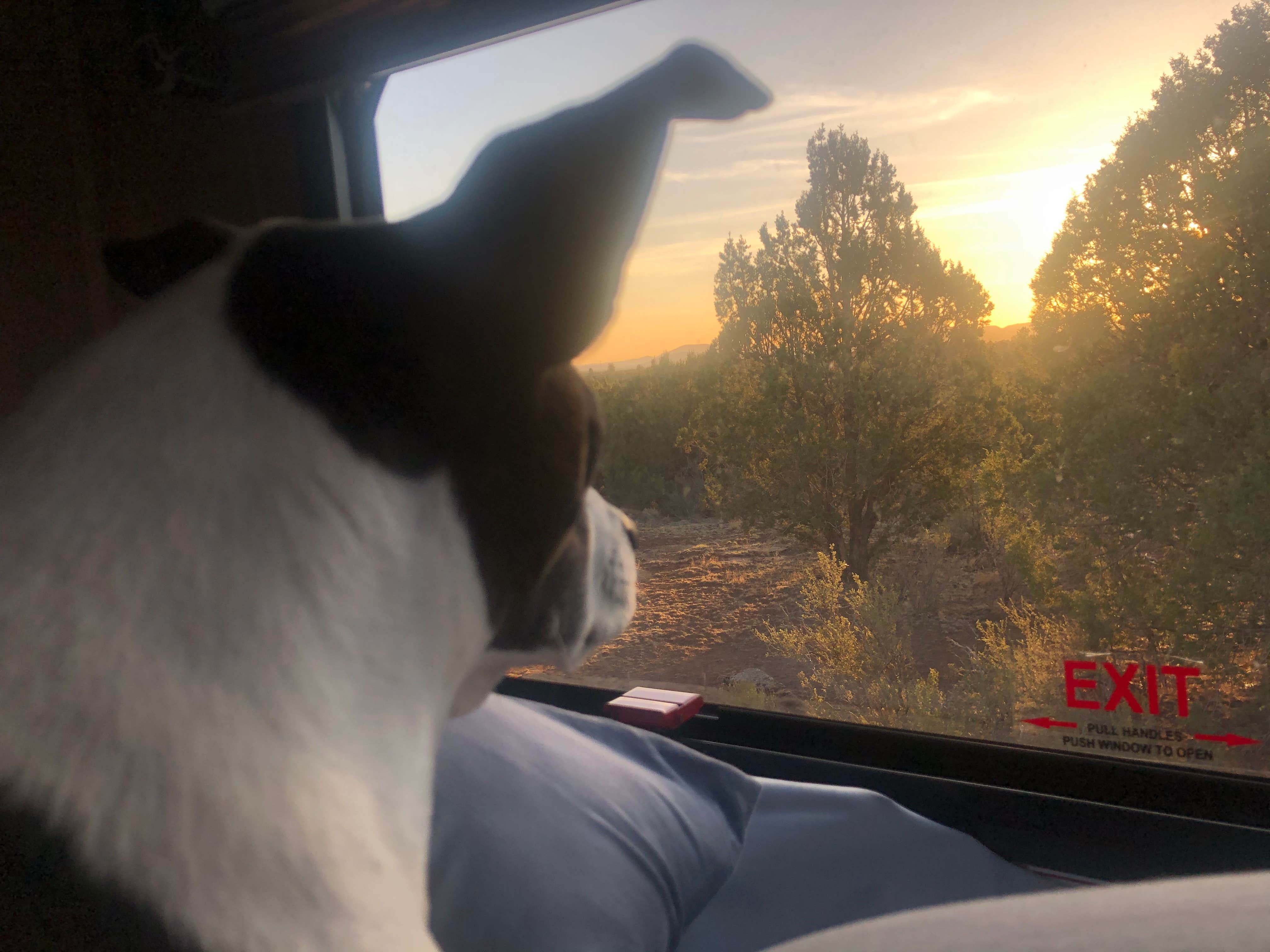 Chris B.'s photo of camping with pets at Walnut Canyon Rd Dispersed Camping - CLOSED UNTIL 2025 near Mormon Lake, AZ