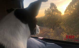 Chris B.'s photo of camping with pets at Walnut Canyon Rd Dispersed Camping - CLOSED UNTIL 2025 near Flagstaff, AZ