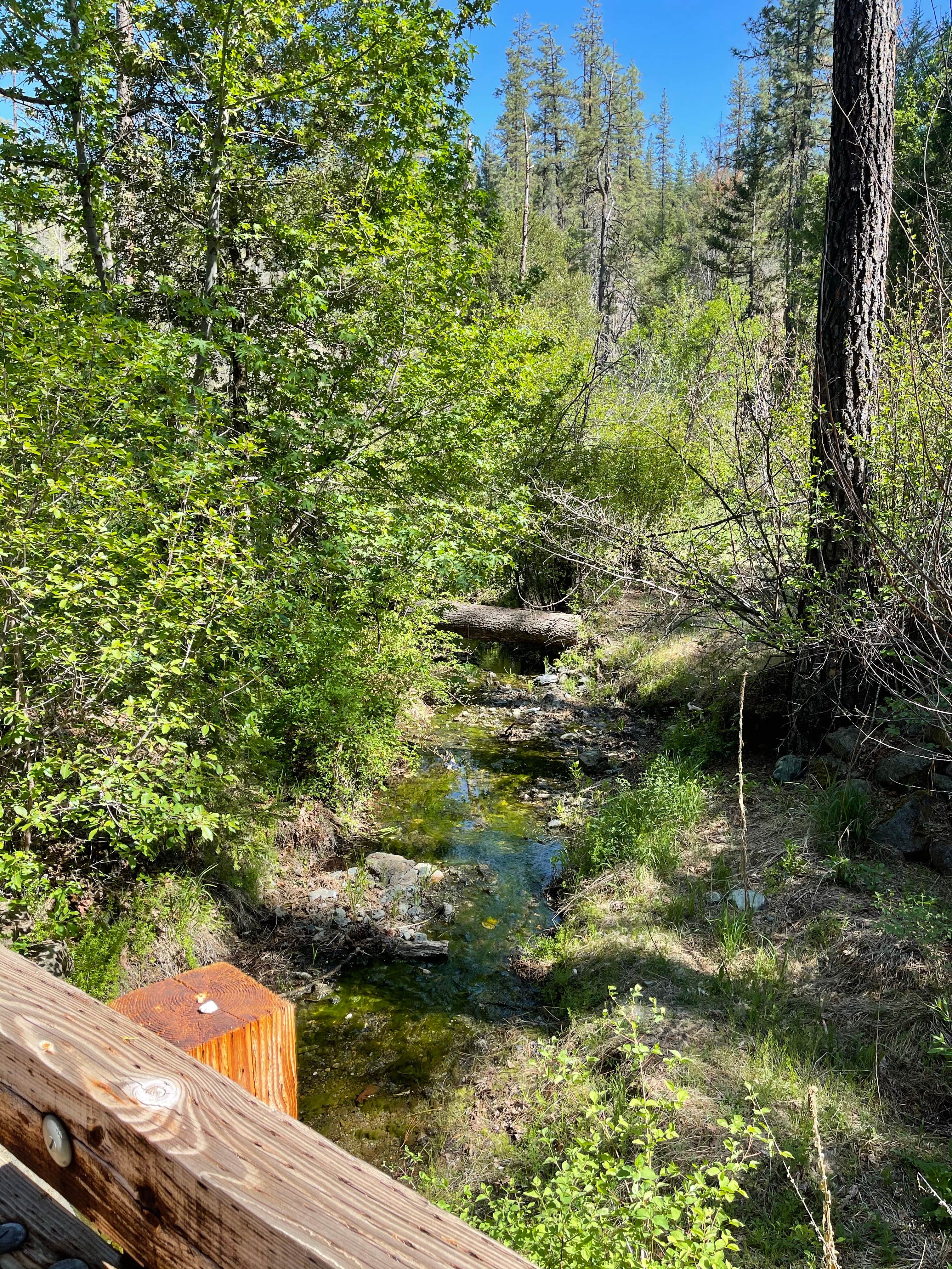 Camper-submitted photo at Philpot Campground near Hayfork, CA