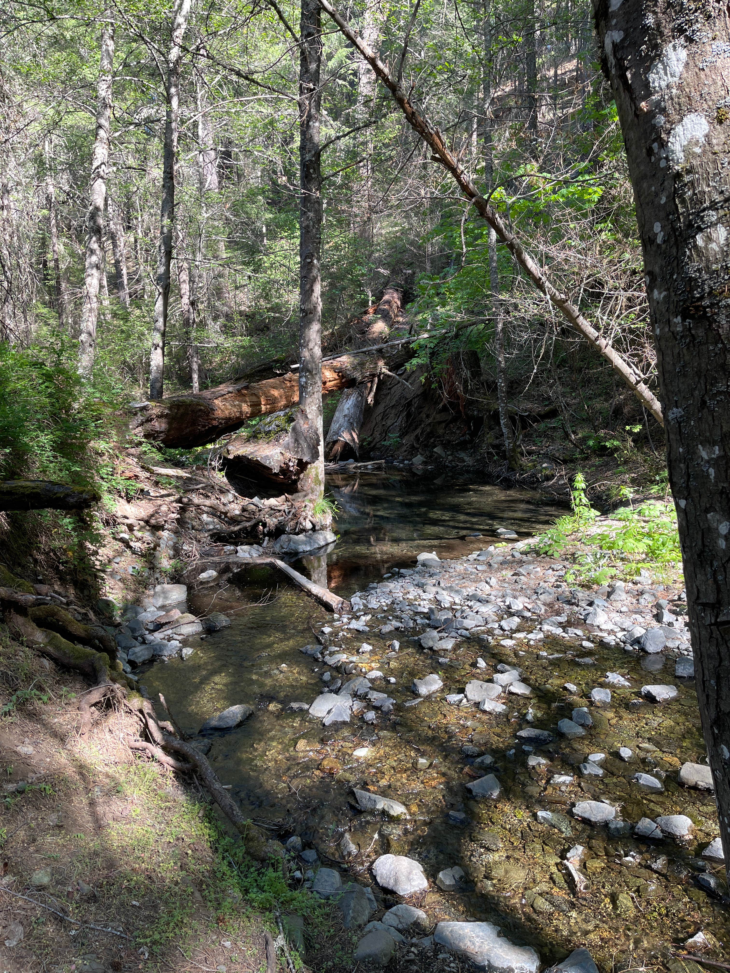 Camper-submitted photo at Basin Gulch Campground near Platina, CA