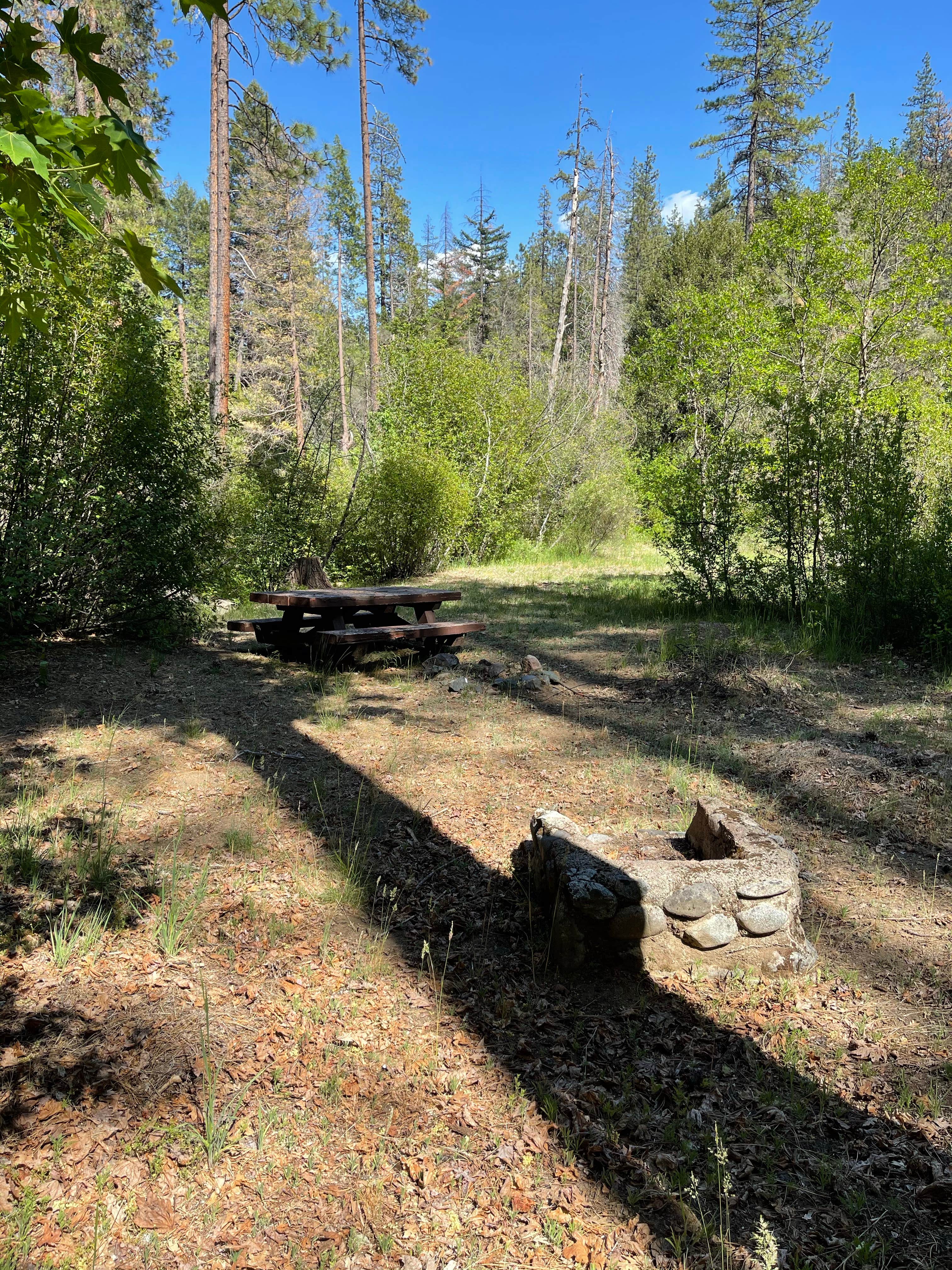 Camper submitted image from Philpot Picnic Area - 3