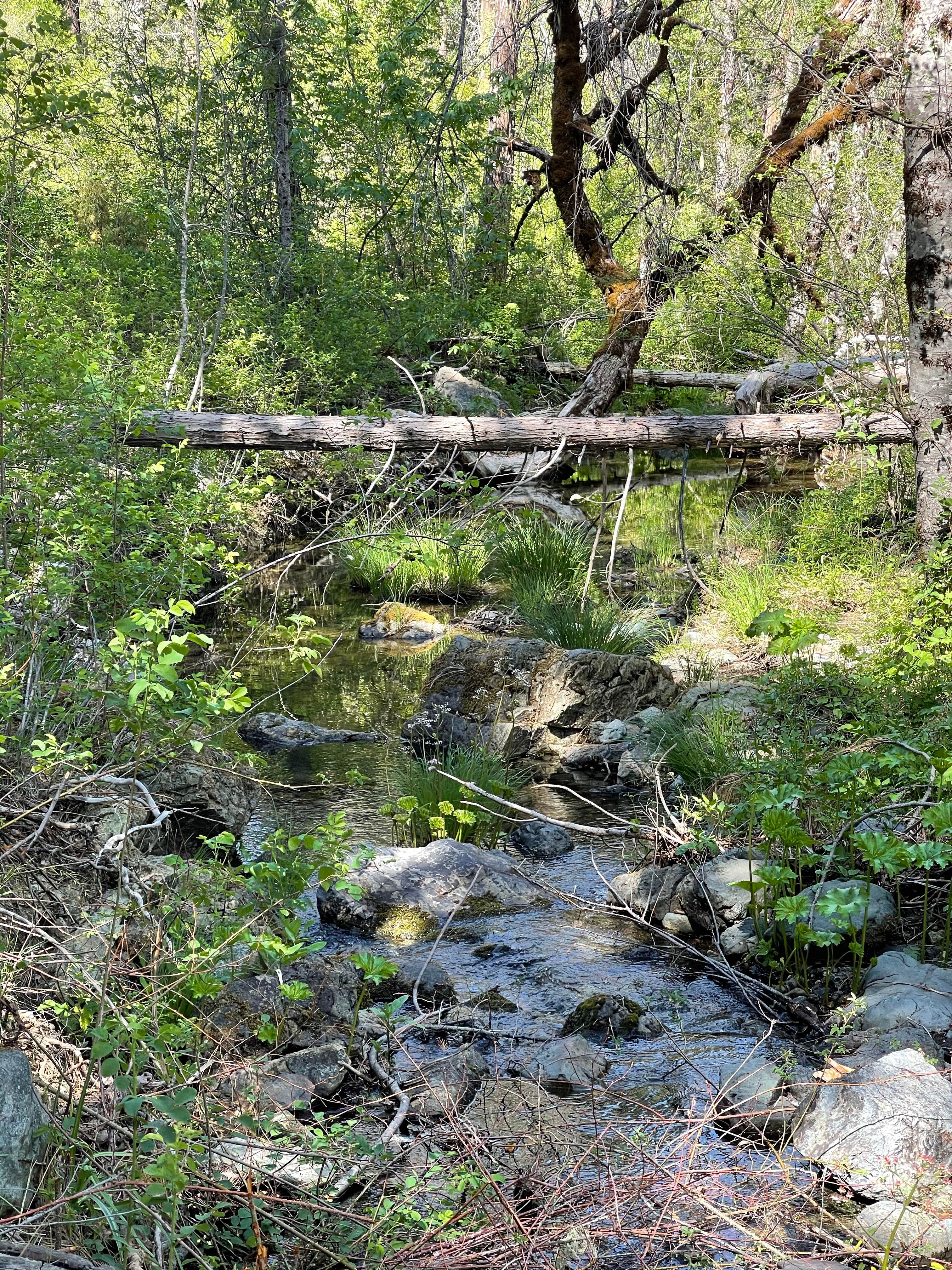 Camper submitted image from Philpot Picnic Area - 4