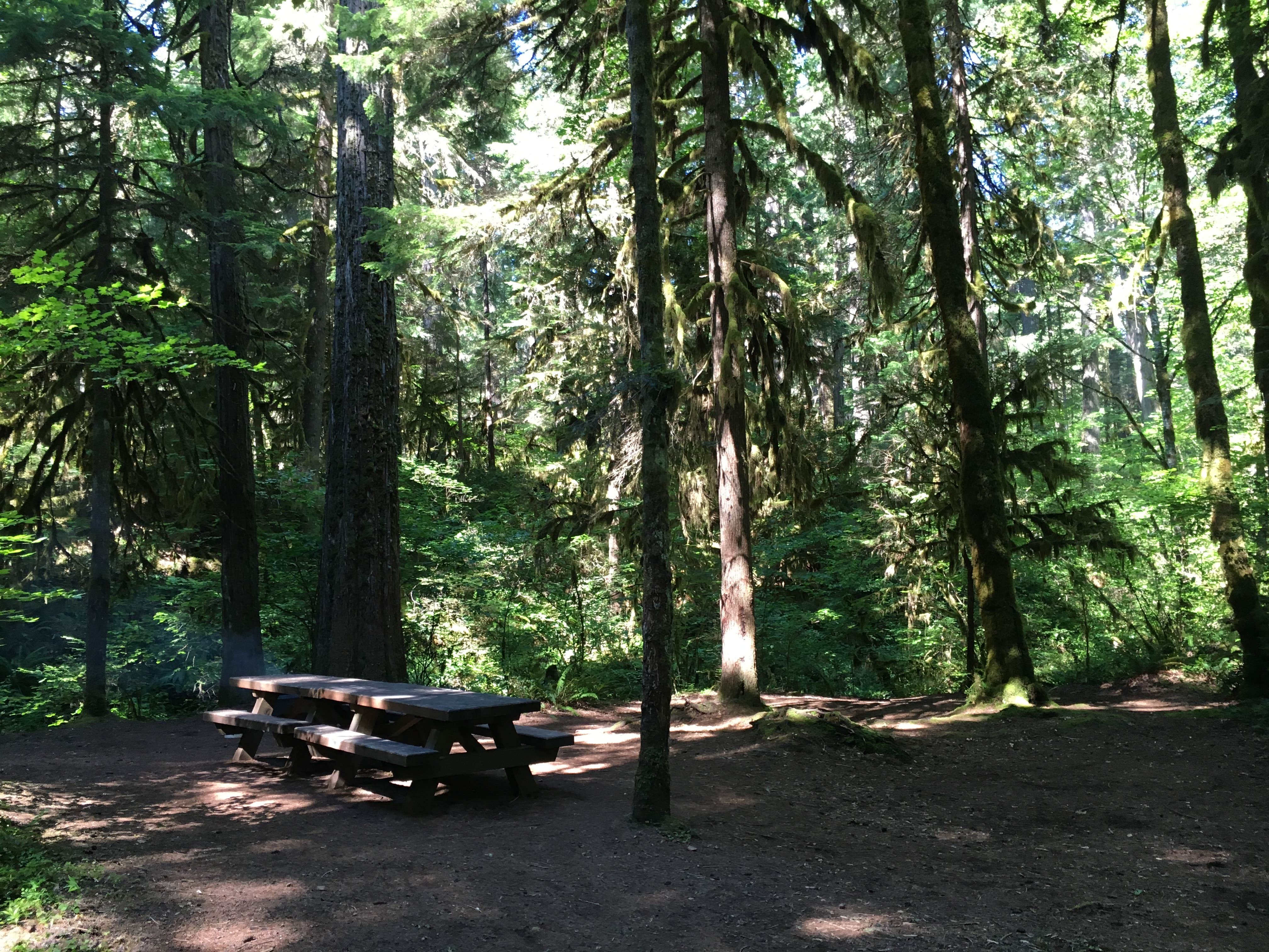 Camper-submitted photo at Paradise Campground near Willamette National Forest