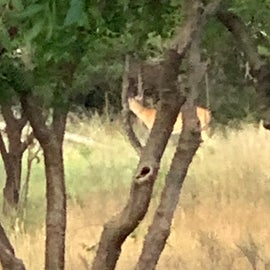 Deer in campground