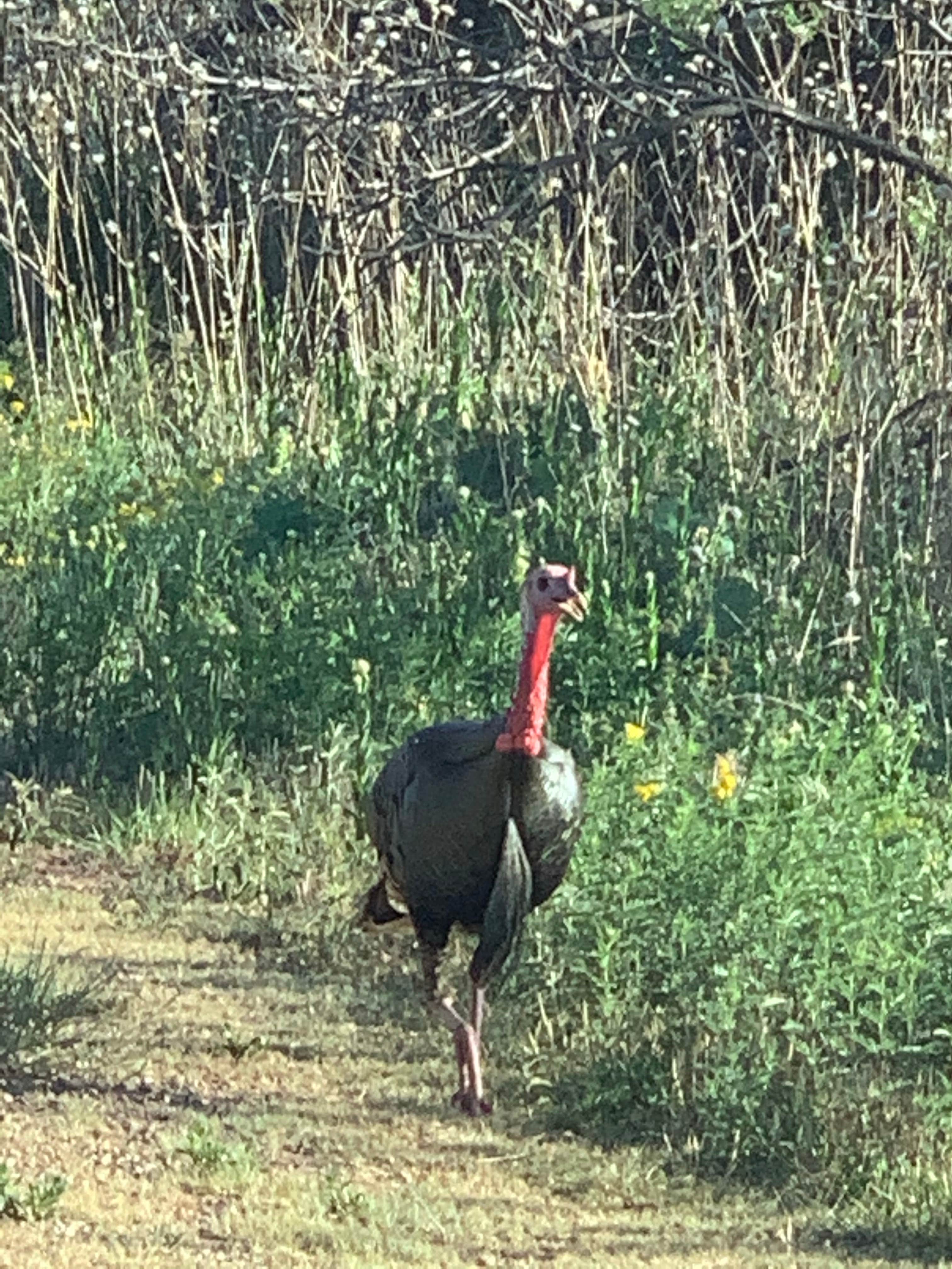 Hackberry Campground The Dyrt