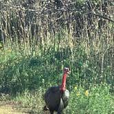 Review photo of Hackberry Campground — Palo Duro Canyon State Park by Helen P., May 17, 2021