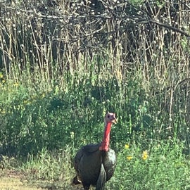 Up close picture of Turkey running down road.