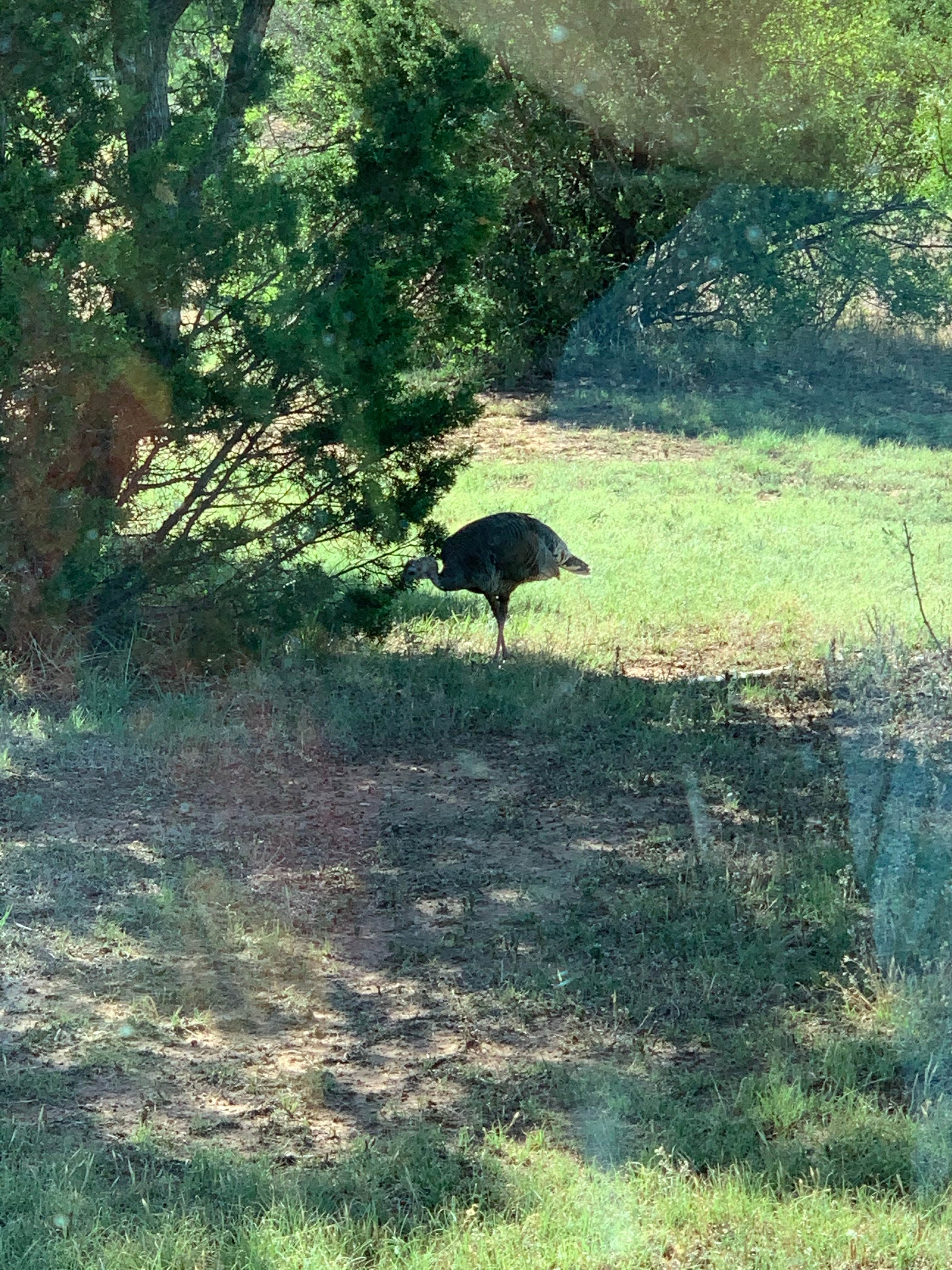 Hackberry Campground The Dyrt