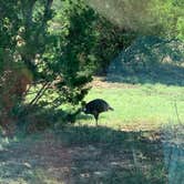 Review photo of Hackberry Campground — Palo Duro Canyon State Park by Helen P., May 17, 2021