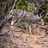 Review photo of Hackberry Campground — Palo Duro Canyon State Park by Helen P., May 17, 2021