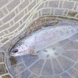 One of many caught in Hatchery Creek