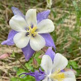 Review photo of Columbine Campground - Outside of Denver by Melissa G., May 17, 2021