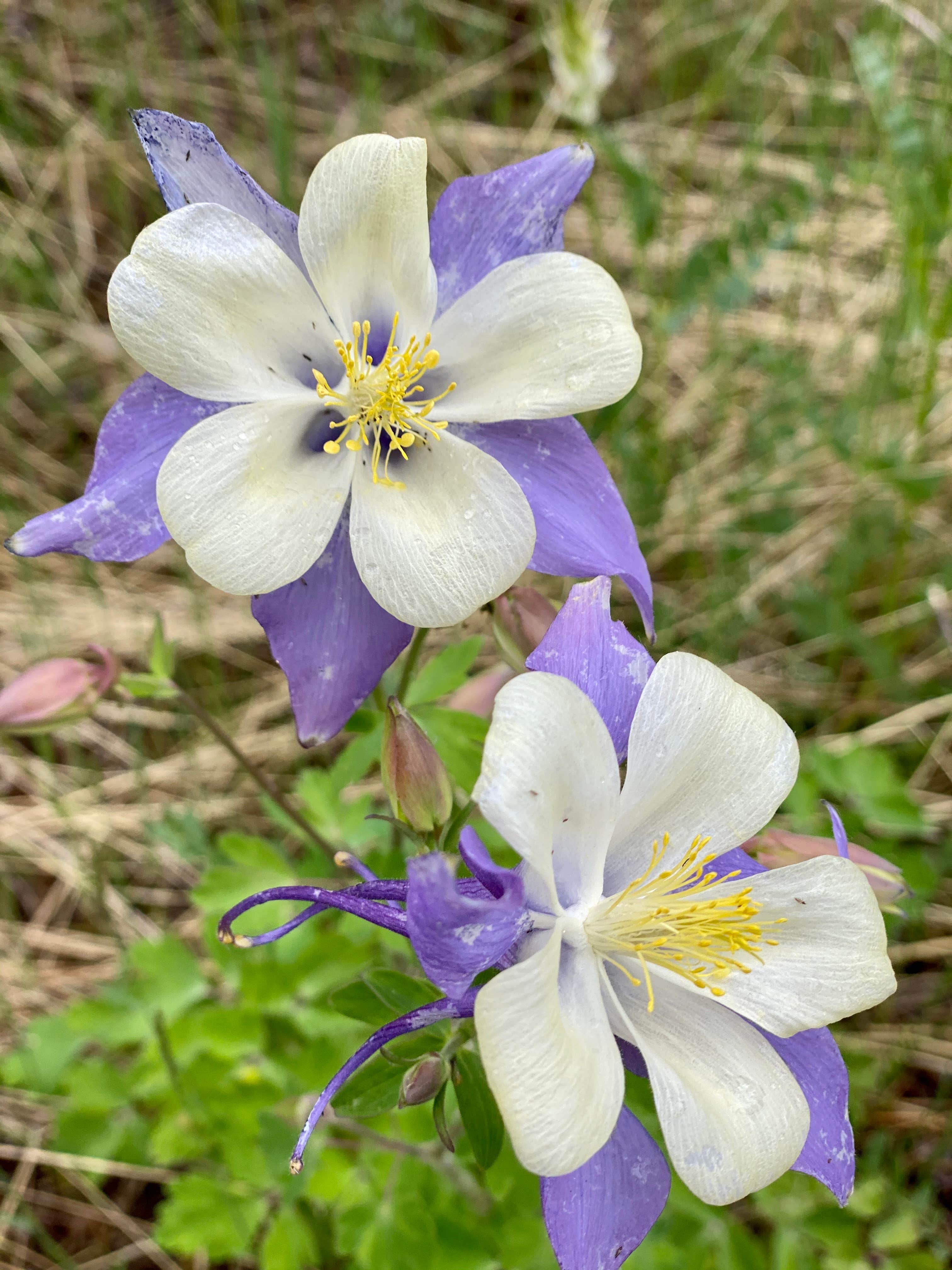 Camper submitted image from Columbine Campground - 1