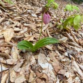 Review photo of Hickory Run State Park Campground by Shayna , May 17, 2021